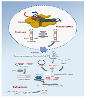 Gene Cell Tissue